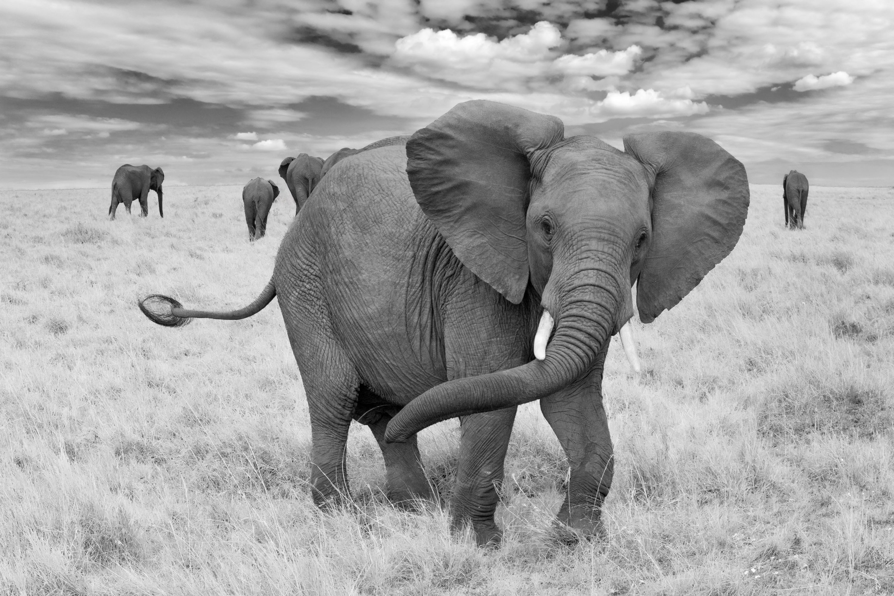 An elephant photographed by Richard Bernabe