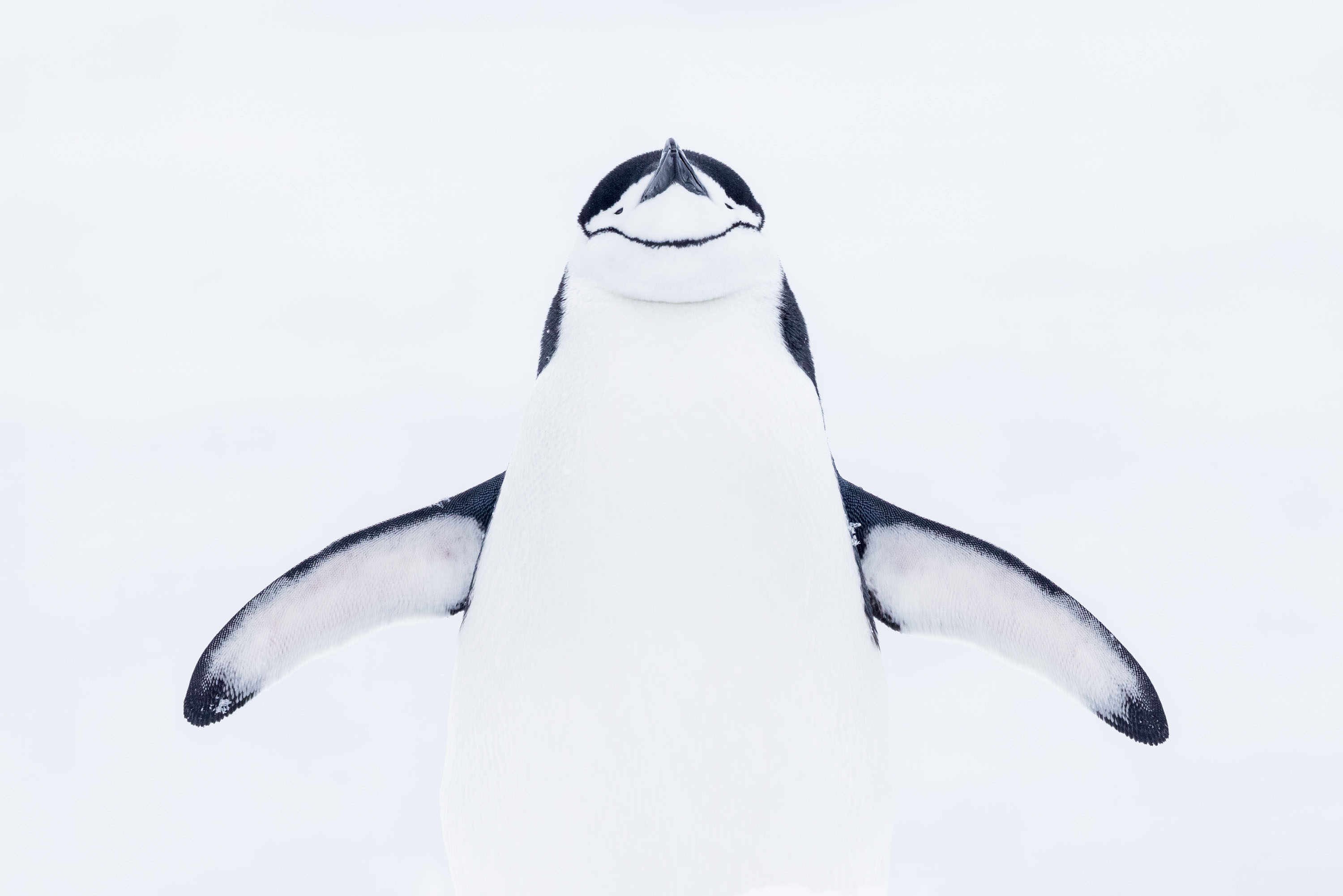 A penguin photographed by Richard Bernabe