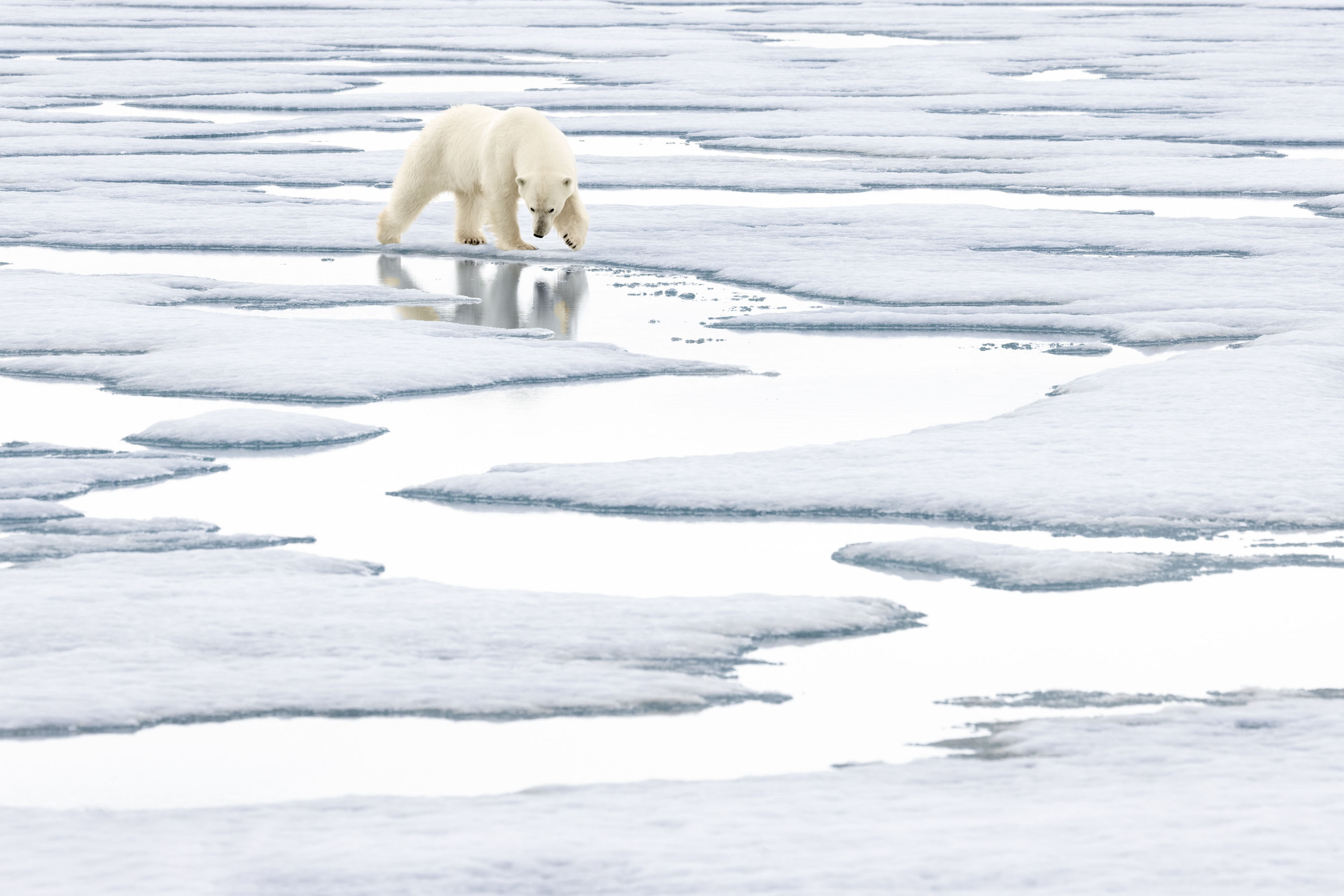 A polar bear photographed by Richard Bernabe