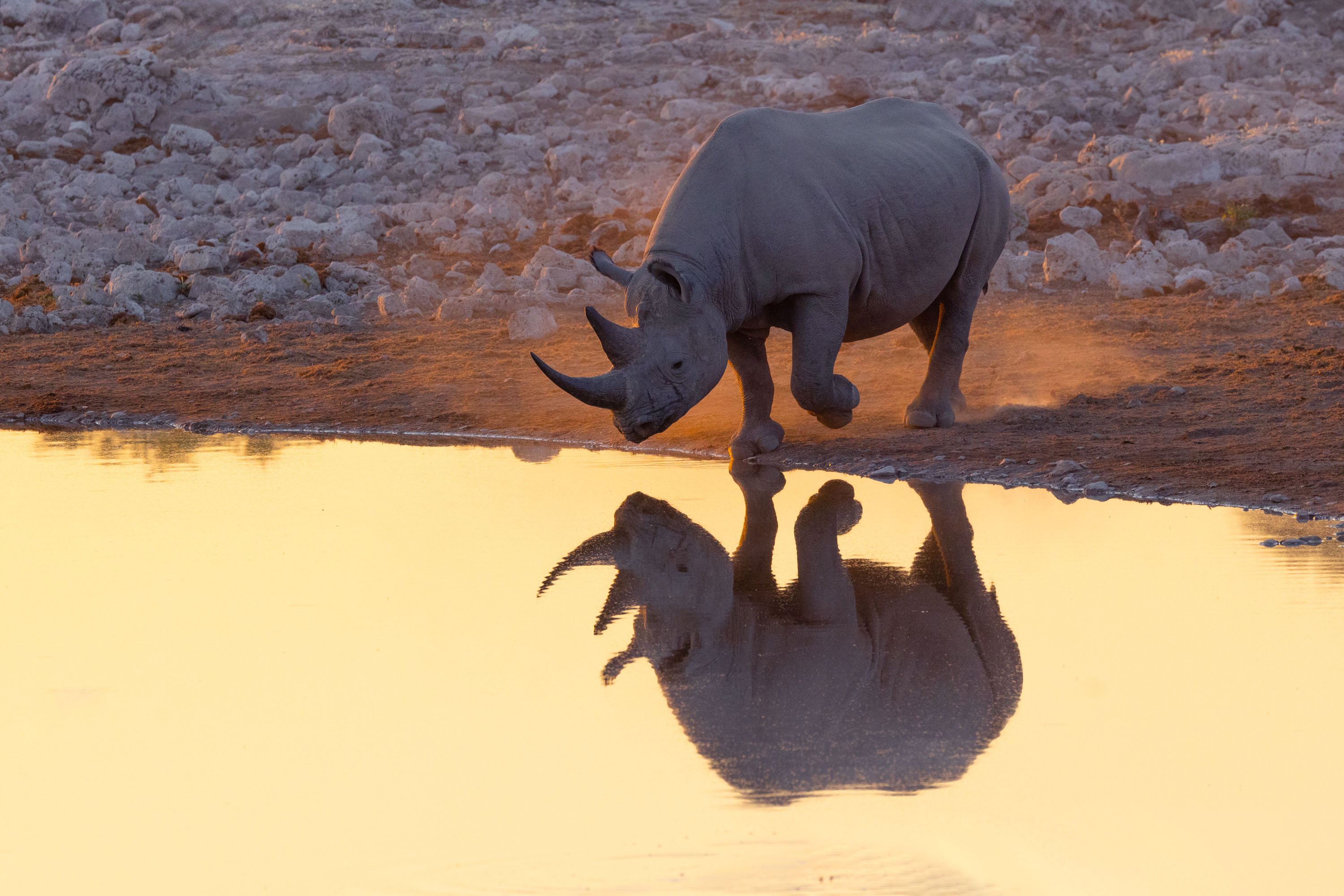 A rhinoceros photographed by Richard Bernabe