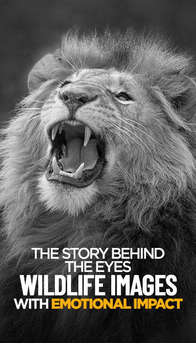 BestOfKOL_TheStoryBehindEyes