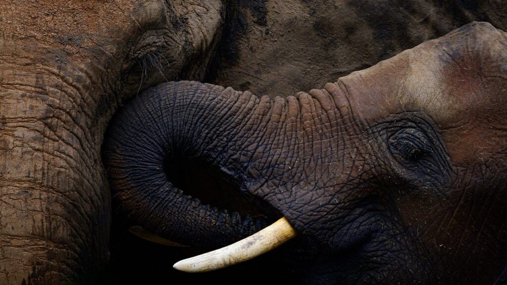 KelbyOne wildlife photography courses taught by professional nature photographers, like Kristi Odom