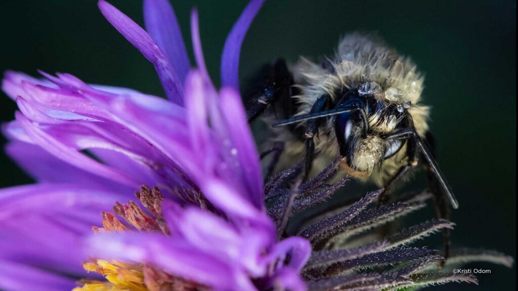 KelbyOne macro photography courses taught by professional photographers
